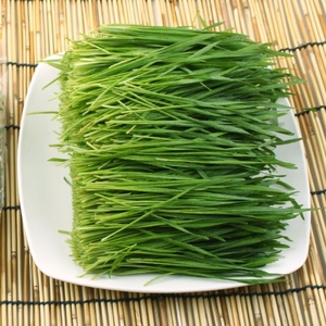밀순/밀싹 (Wheat grass) 500g